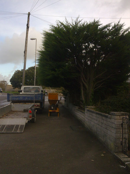  Hedge removal Weymouth 